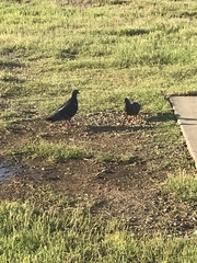 Columba livia domestica