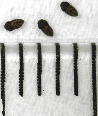 Ptiliodes amplicollis