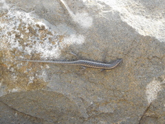 Cryptoblepharus