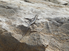 Cryptoblepharus