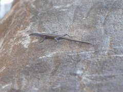 Cryptoblepharus