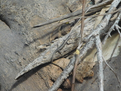 Cryptoblepharus