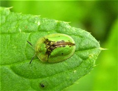 Cassida vibex