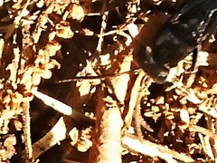 Psorthaspis brimleyi