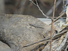 Cryptoblepharus