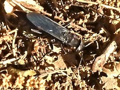 Psorthaspis brimleyi