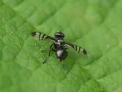 Rivellia syngenesiae