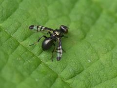 Rivellia syngenesiae