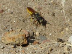Philanthus triangulum diadema