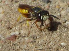 Philanthus triangulum diadema