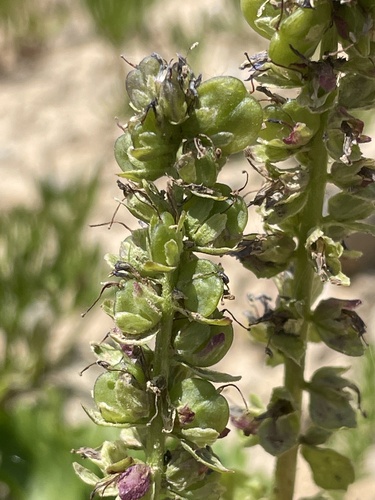 Image of Veronica utahensis by (c) crothfels, some rights reserved (CC BY)