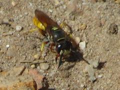 Philanthus triangulum diadema