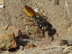 Philanthus triangulum diadema