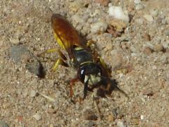 Philanthus triangulum diadema