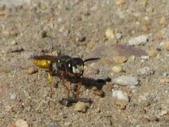 Philanthus triangulum diadema