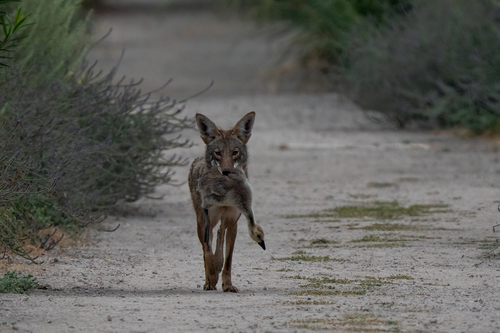 iNaturalist observation photo of Coyote