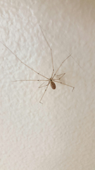 Pholcidae