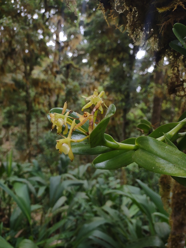 Epidendrum lagenocolumna Hágsater & L.Sánchez