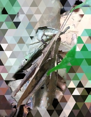 Colpolopha latipennis