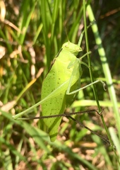 Amblycorypha oblongifolia