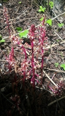Corallorhiza maculata occidentalis
