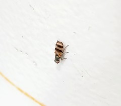 Chaetopsis fulvifrons