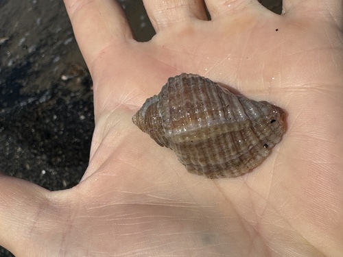 Nucella freycinetii observed 2024-06-27