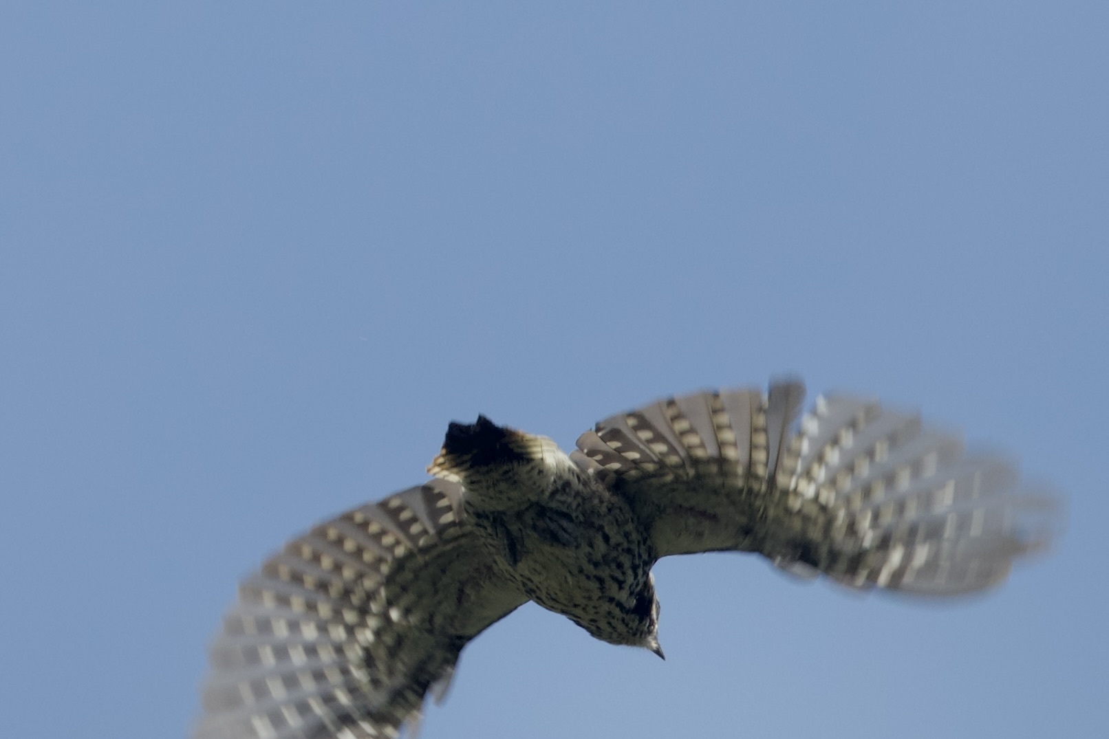 Strickland's Woodpecker (Leuconotopicus stricklandi), photo 4