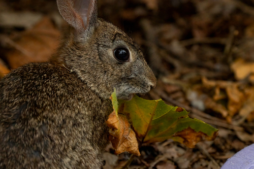 iNaturalist observation photo of Desert Cottontail