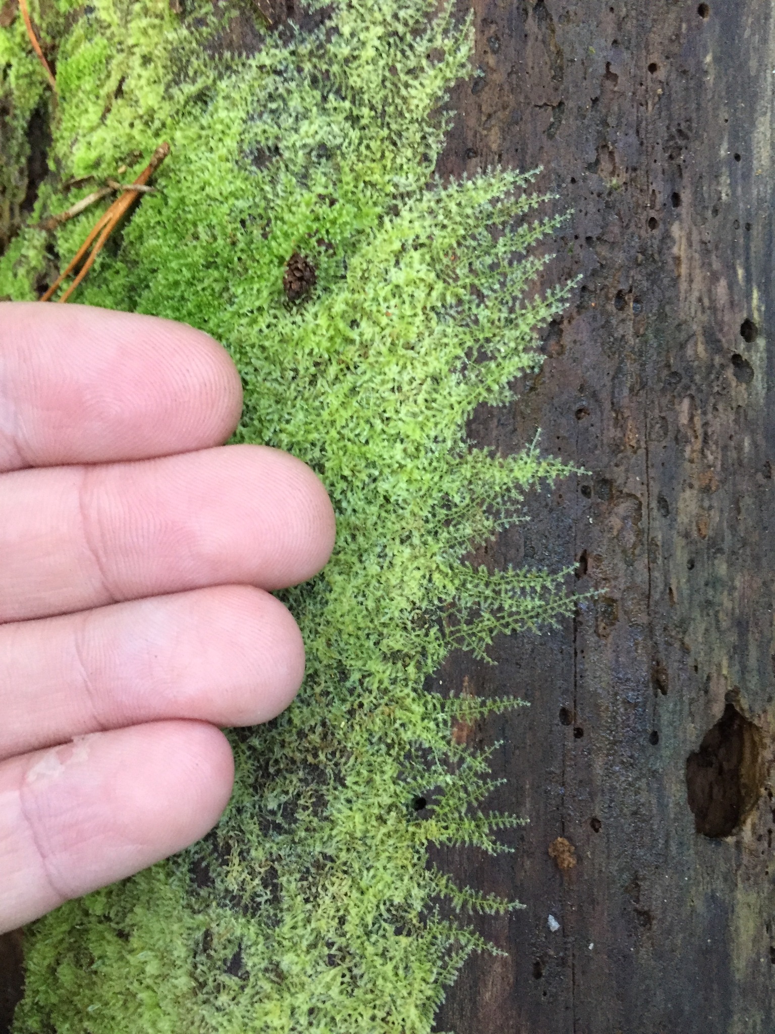 Tricholepidozia lindenbergii