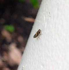 Chaetopsis fulvifrons