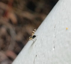Chaetopsis fulvifrons