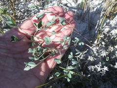 Indigofera procumbens