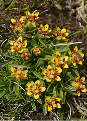 Saxifraga tibetica