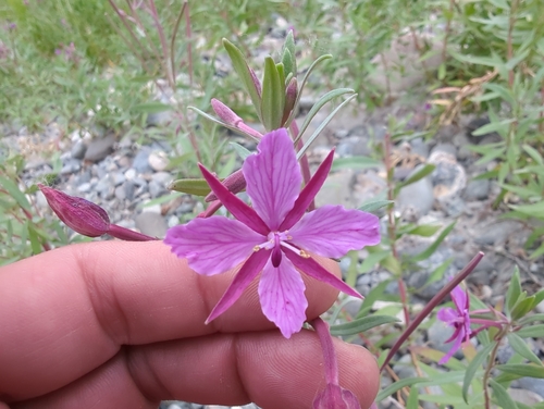 Chamerion latifolium iNat (2)