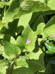 Brunnera macrophylla