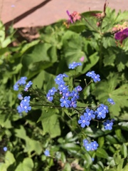 Brunnera macrophylla