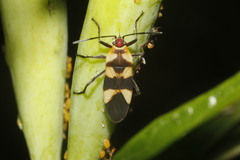 Oncopeltus cingulifer