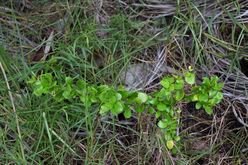 Image of Randia aculeata by (c) Kristály Cravens-Liszak, some rights reserved (CC BY)