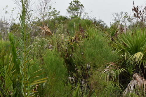 Image of Baccharis angustifolia by (c) Kristály Cravens-Liszak, some rights reserved (CC BY)