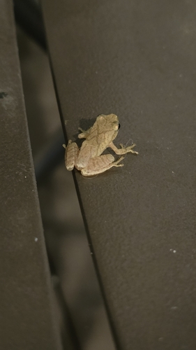 Spring Peeper photographed in Ohio