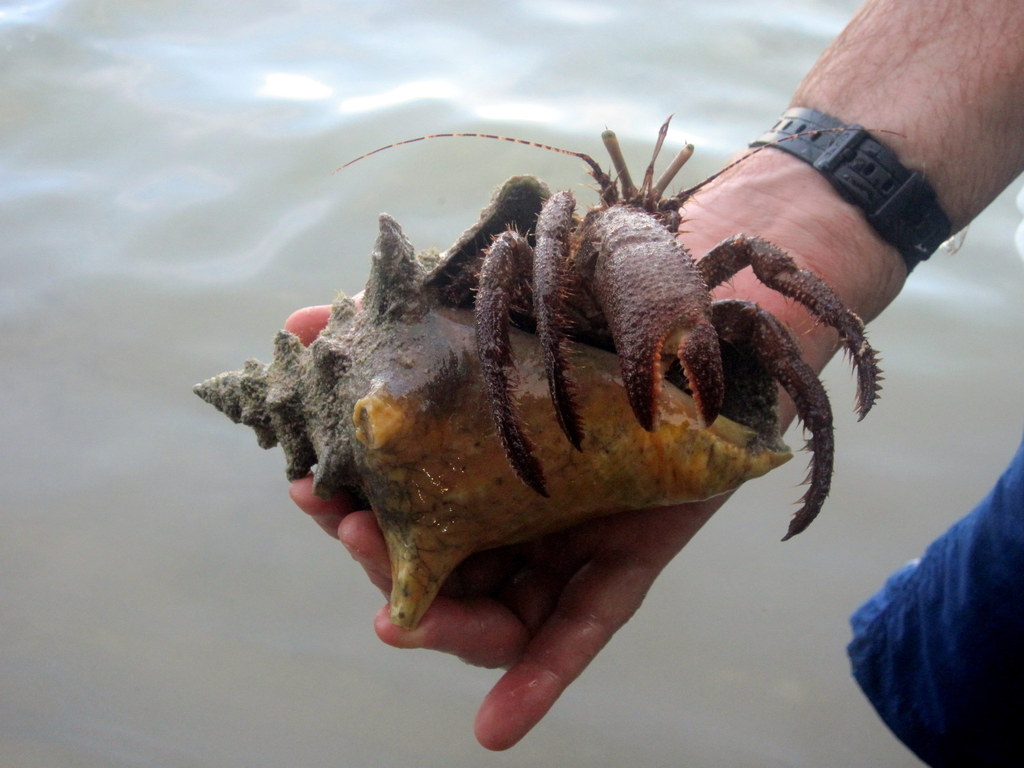 Giant Hermit Crab (Caribbean Coral Reef Food Web) · iNaturalist