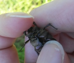 Protaetia cuprea bourgini