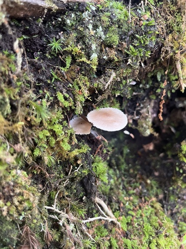 Mycena fumosa