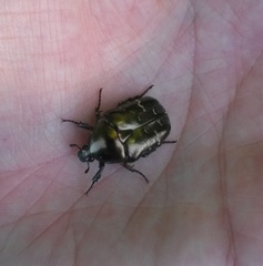 Protaetia cuprea bourgini