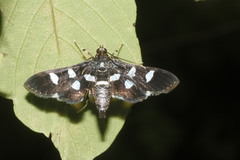 Desmia subdivisalis