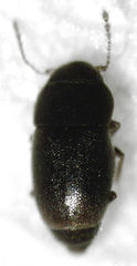 Ptiliodes austerus
