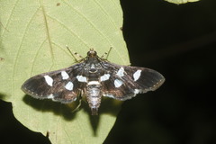 Desmia subdivisalis