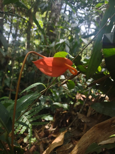 Foto de Micro antúrio