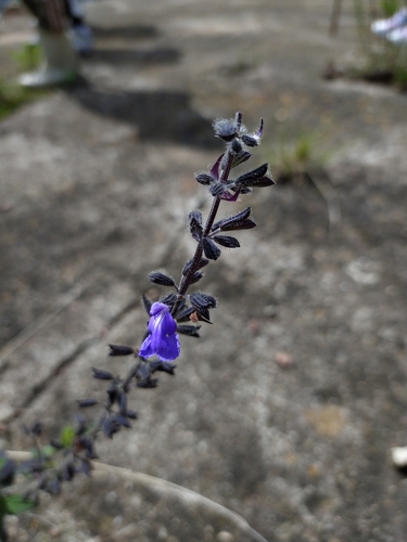 Image of Salvia amarissima by no rights reserved